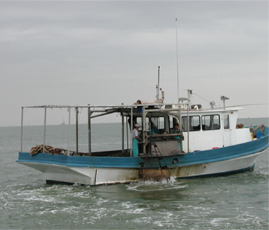 oyster_2