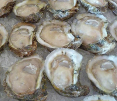 oyster_5