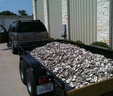 oyster_6